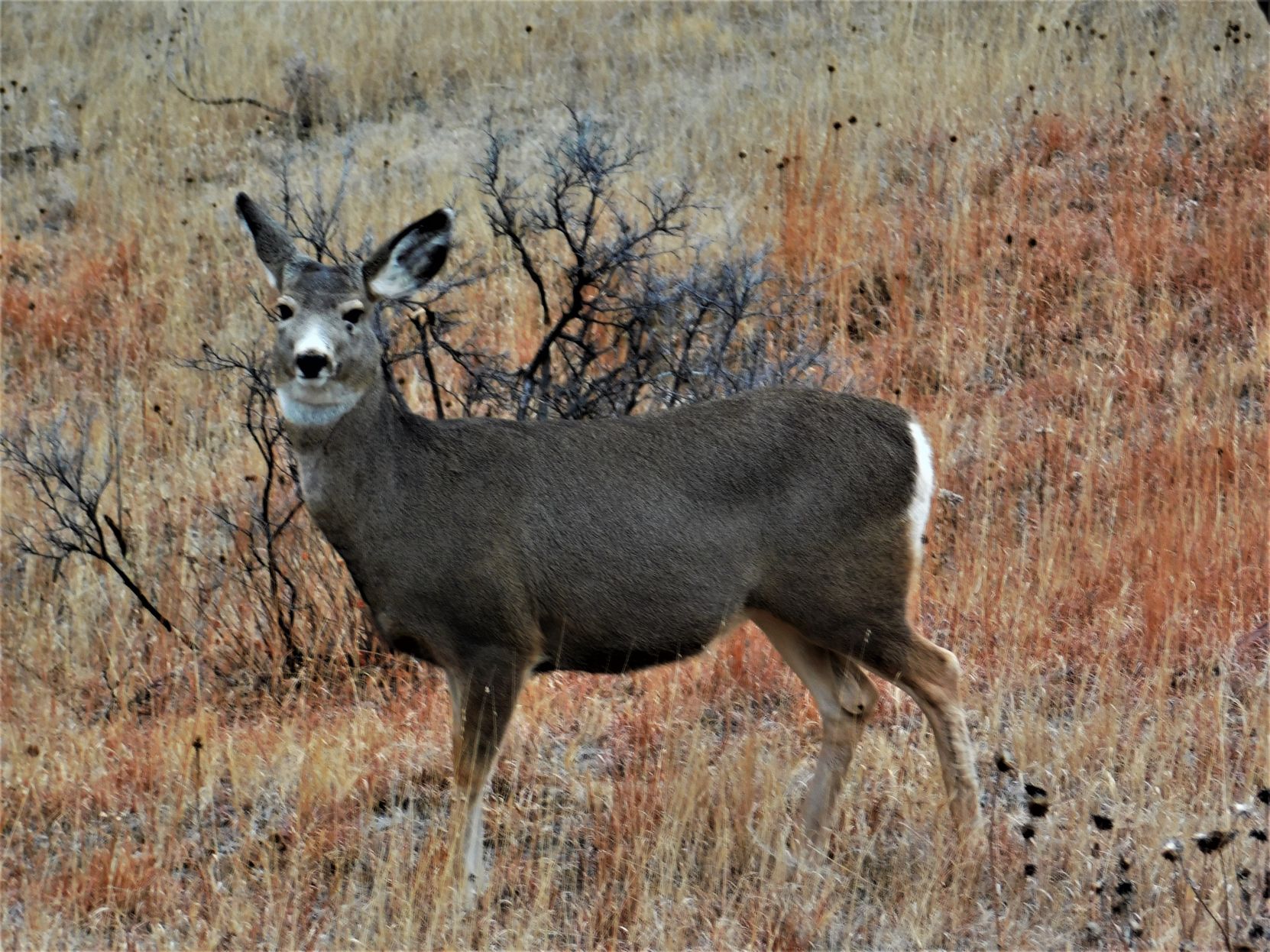 Oh Deer!